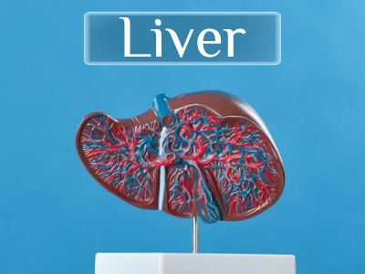 وظایف کبد